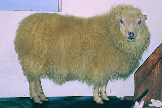 Hnykill &mdash; An Icelandic ram that carried grey and grey-mouflon
