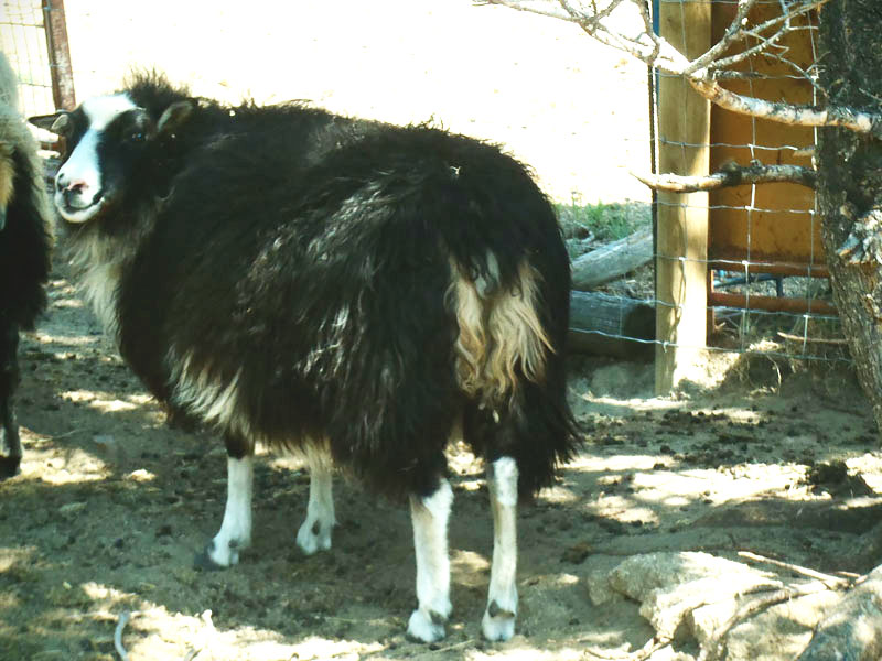 Icelandic Ewe For Sale &mdash; Beatrix