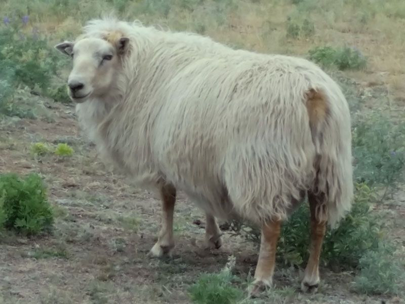 Icelandic Ram For Sale &mdash; Bud