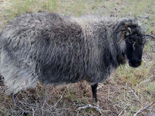 Icelandic Ram For Sale &mdash; Cinco