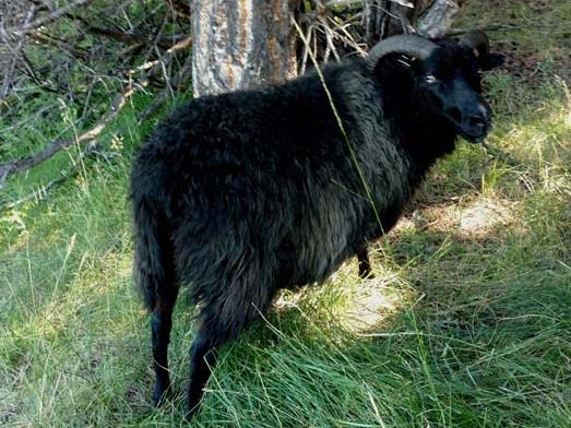 Icelandic Ewe For Sale &mdash; BG
