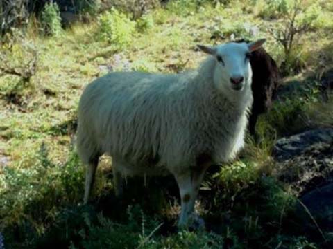 Icelandic Ewe For Sale &mdash; Celeste