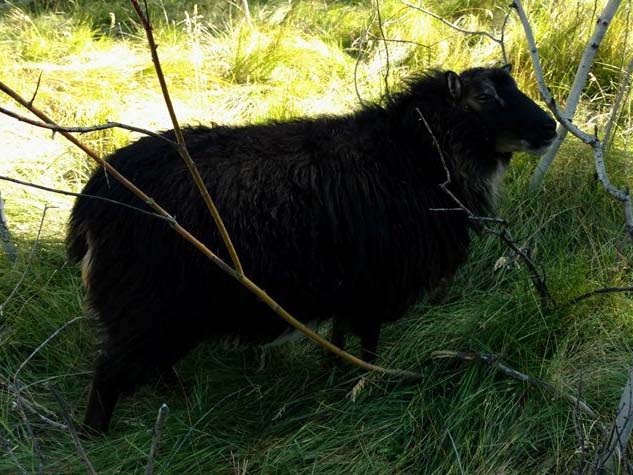 Icelandic Ewe For Sale &mdash; Cindy