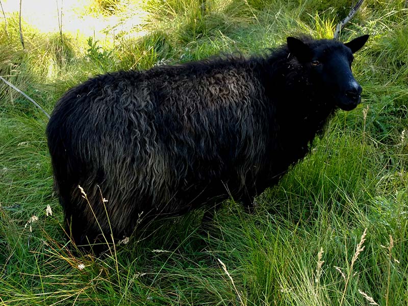 Icelandic Ewe For Sale &mdash; Creedence