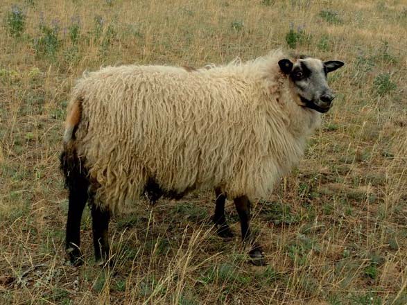 Icelandic Lamb For Sale &mdash; Daisy