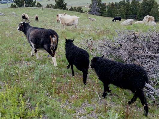 Icelandic Lambs For Sale &mdash; Dark and Dante