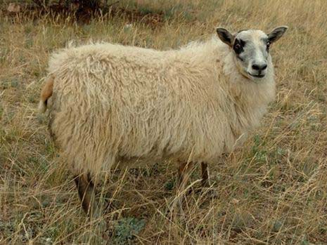 Icelandic Lamb For Sale &mdash; Dilly
