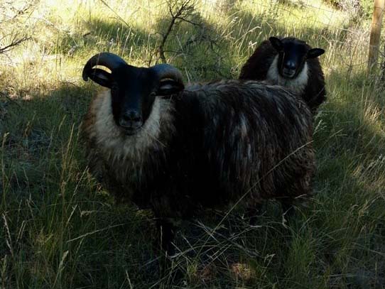 Icelandic Lambs For Sale &mdash; Dylan