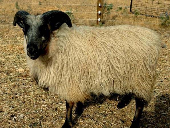 Icelandic Lambs For Sale &mdash; Henry